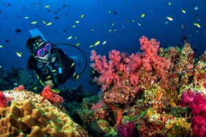 Explore the Underwater Wonders of John Pennekamp Coral Reef State Park