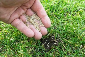 The Ultimate Guide to Bermuda Grass Seed